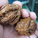 귀족호도 이미지