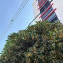 염주초교 | 10-11월 근황이었던 것