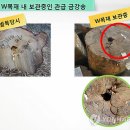 대목장 이미지