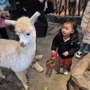 머거볼래 | 청주동물원 쥬니멀동물원 관리가 잘되고있는 세종방학에가볼만한곳 청주가볼만한곳