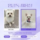 엉클독 애견유치원 | 가산동 애견미용 엉클독애견유치원/미용 강아지 미용 후기
