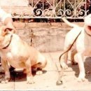 도고(DOGO) 이미지
