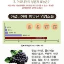 2026 유기농 인증 햇 아로니아 생과 판매합니다. 이미지