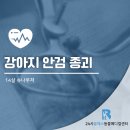 포곡동물병원 | 14살 노령견 강아지 눈꺼풀에 혹 안검종괴 제거 수술 후기 포곡동물병원