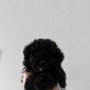 퍼피라이프 이미지