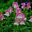 뉴새한렌트카 이미지