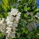 5월3일토요일 강원방 출석부 이미지