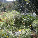 농월초계탕 이미지