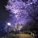 CU 대구강변동서점 | 대구 동구 금호강변 야간 벚꽃길(26년 3월 31일 현황, 주차)