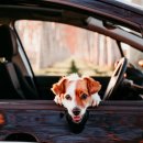 아이펫샵 이미지