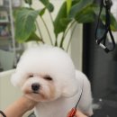 대구애견미용 강아지호텔 모여라솜뭉치 이미지