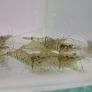 고기백과