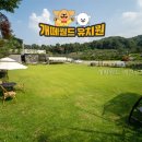 월드애견 | 개떼월드 애견유치원호텔 직접 다녀온 솔직 후기