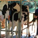 젖소목장 이미지