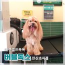 버블독스(안산초지점) | 초지동 애견동반 안산 24시 셀프 애견목욕이 가능한 버블독스 안산초지점