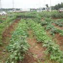 신길농장 이미지