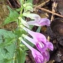 # 왕이 다녀간 산 ~횡성 어답산 # 이미지