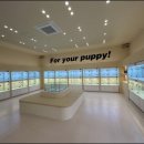 인천강아지분양 홍스퍼피 본점 이미지