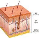 피부, 하랑