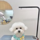 댕화살롱 이미지