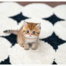 튼튼펫샵 | [성남고양이분양] 고양이 초보도 만족! 자율배식·배변훈련 완벽한 입양 후기 😻