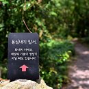 환상숲곶자왈공원 티스토리