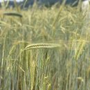 쑥쑥한우농장 이미지