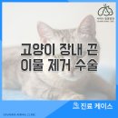관양동물병원 이미지