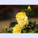 곡성-077 이미지