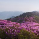 남원 봉화산철쭉(창고) 이미지