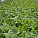 흙뿌리 농장 이미지