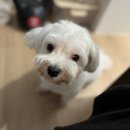 댕바라기 이미지