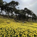 노란 수선선화의물결 서산 유기방 수선화축제 &해미읍성 벚꽃길트래킹.♡30,000.조중식(찰밥).37석리무진운행 이미지