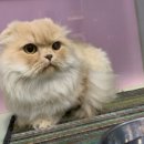 낭낭이네 이미지