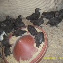 오계농장 이미지