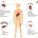 Re: Effects and Mechanisms of Taurine as a Therapeutic Agent 이미지