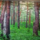 행복한숲 Happy forest 이미지