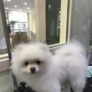 어벤독스 이미지