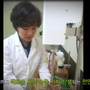 백설침향