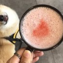 까까요 dog 이미지