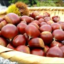 웰빙김치 만들기 이미지