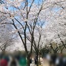 인천대공원(환경미래관) | 인천대공원 벚꽃 명소 2026 주말 주차 꿀팁 + 만개 후기 (오픈런 필수!)