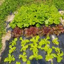 태수농장 이미지