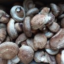 참나무 표고버섯 이미지