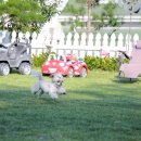 스위트몽 이미지