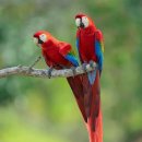 Scarlet macaw(금강앵무) 이미지