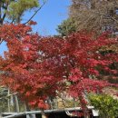 생태다리 | 김포 평화생태공원 여행 가볼만한곳 찾는다면 생태공원 출렁다리 추천 애기봉 힐링명소 내돈내산 방문후기