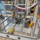 리프패럿 롯데마트 광복점 이미지