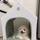 복지슈퍼 | [슈퍼펫] 반려동물의 독립공간을 위한 지붕 있는 집 코튼 하우스 내돈내산 후기