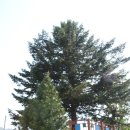 용문산야생화마을 이미지